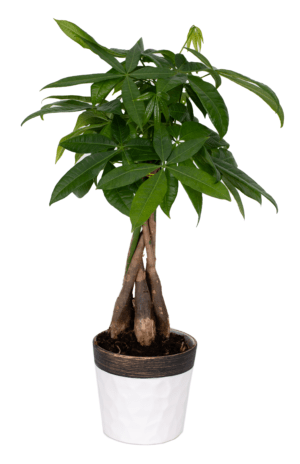 Money tree - Image 2