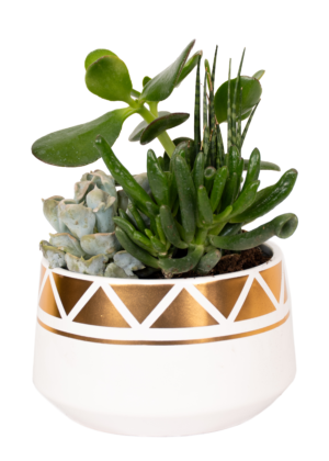 Succulents - Image 2