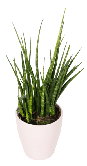 Sanseveria - Image 2