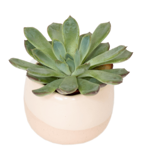 Succulents - Image 2