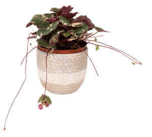 Strawberry Begonia - Image 2