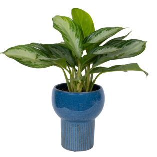 Aglaonema