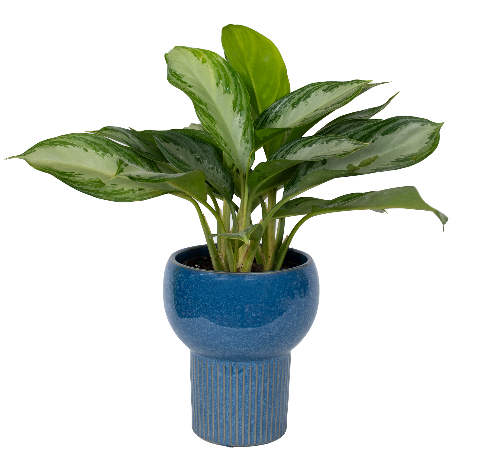 DSC_1536.png - Forever Floral Gifts