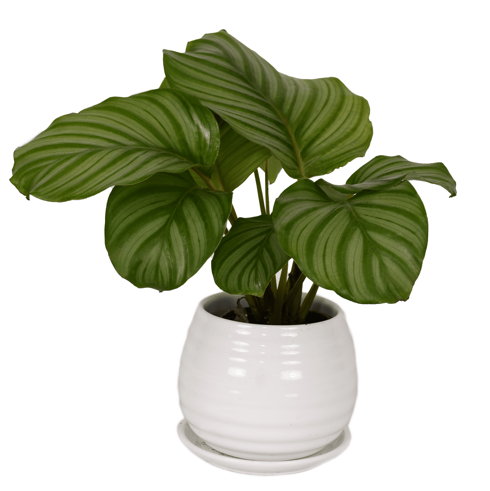 DSC_1539.png - Forever Floral Gifts