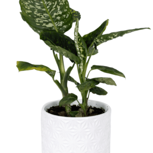 Aglaonema
