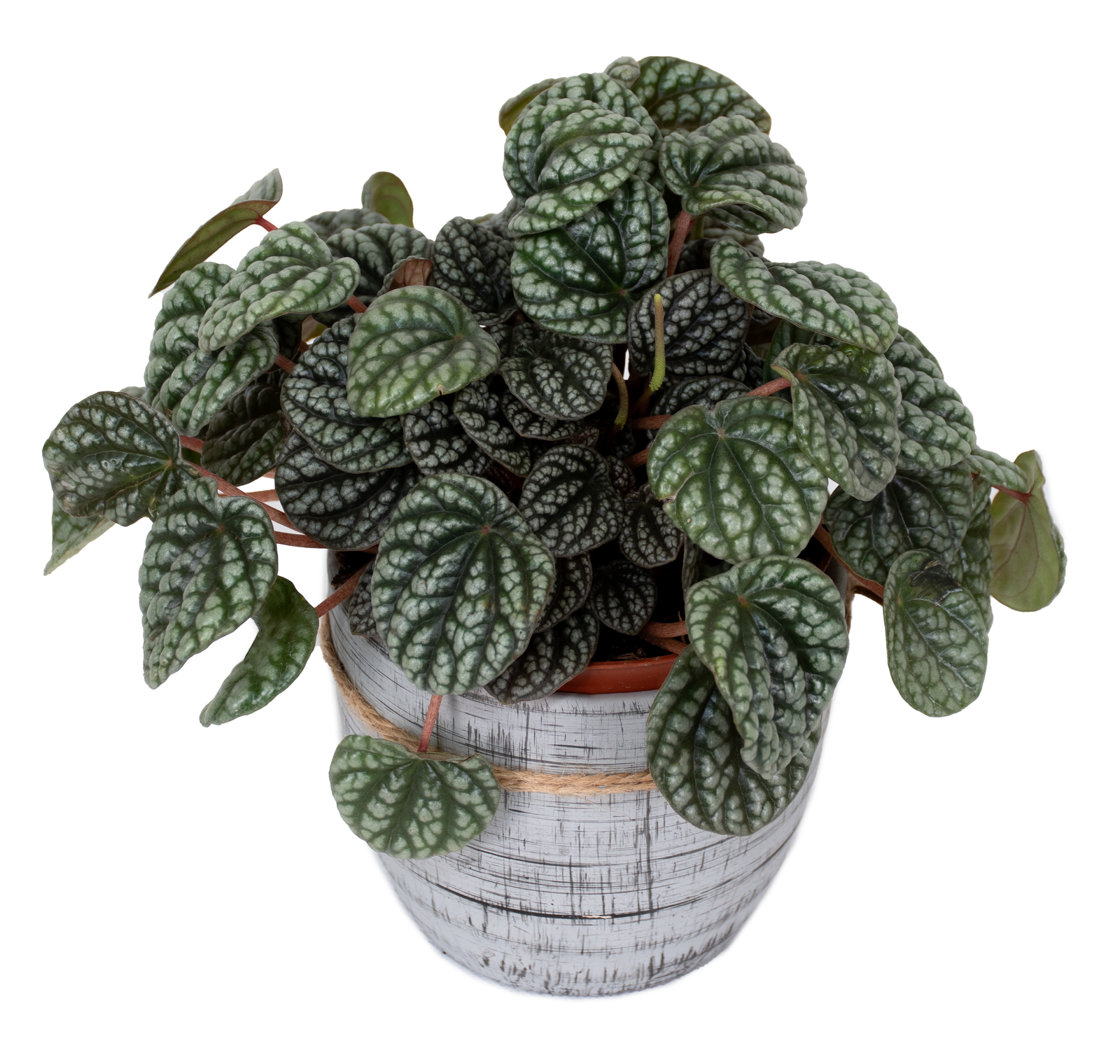 DSC_1559.png - Forever Floral Gifts