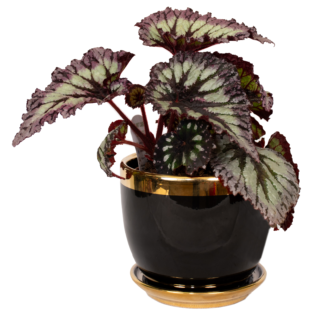 Rex begonia