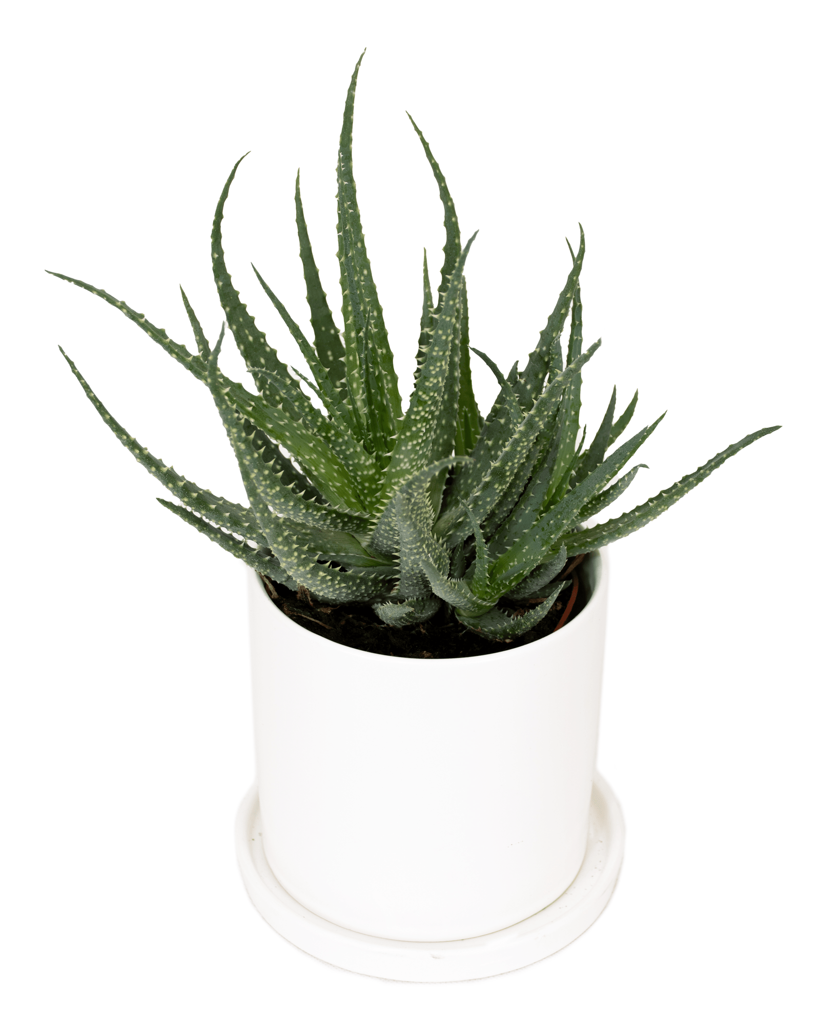 DSC_1568.png - Forever Floral Gifts