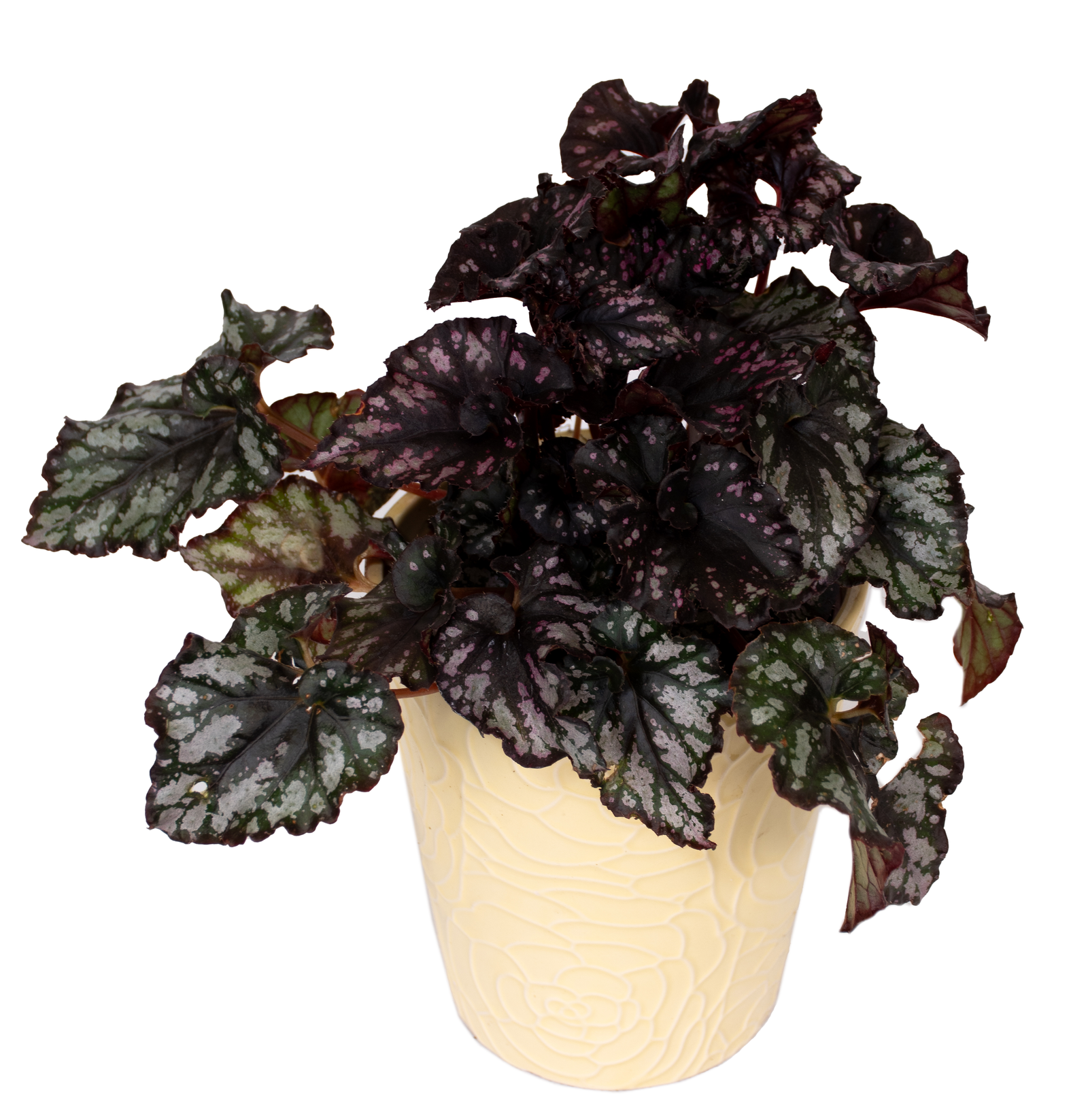 DSC_1582.png - Forever Floral Gifts