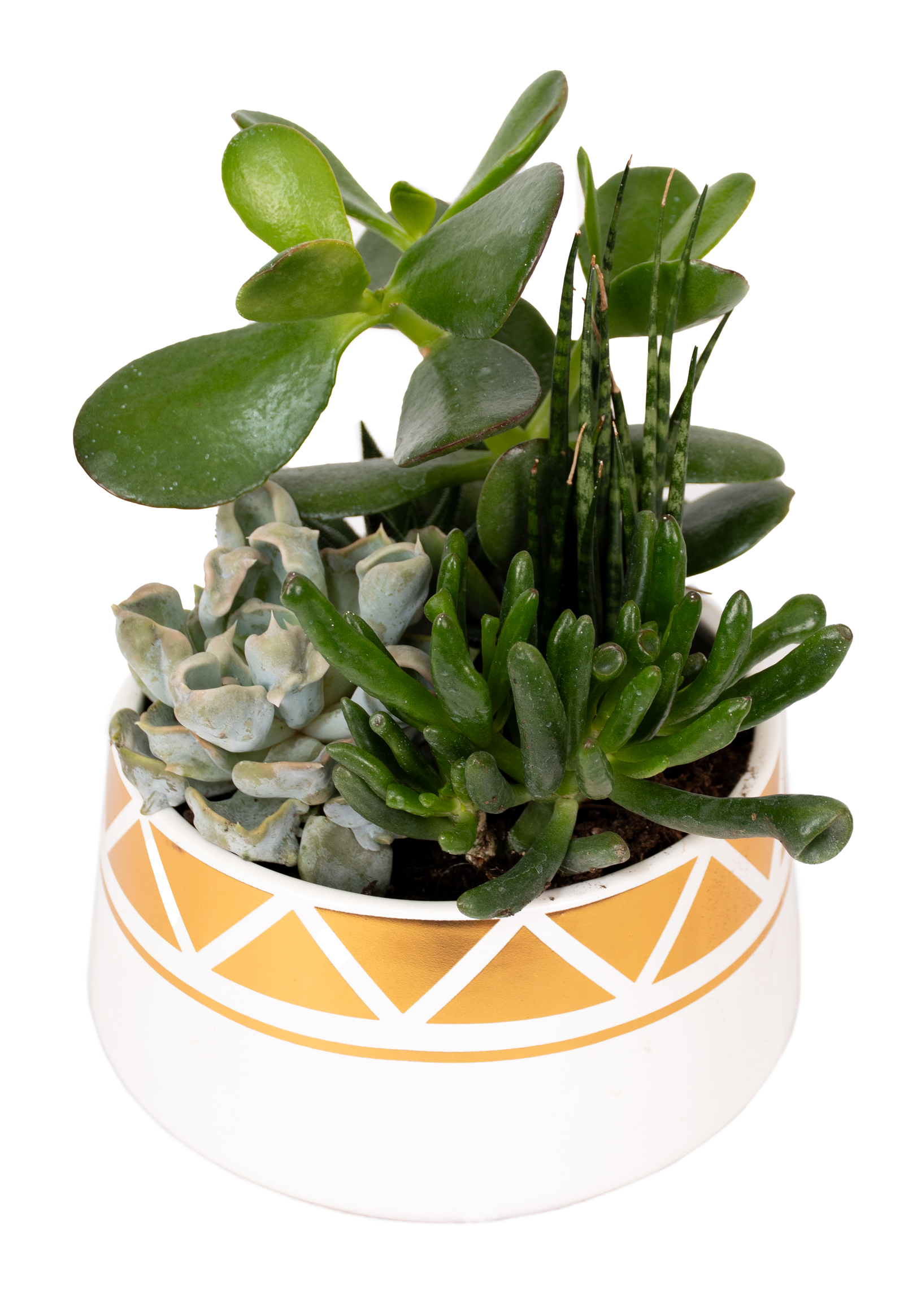 DSC_1590.png - Forever Floral Gifts