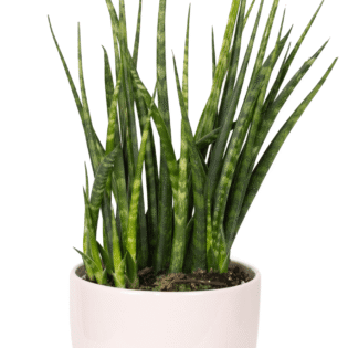 Sanseveria