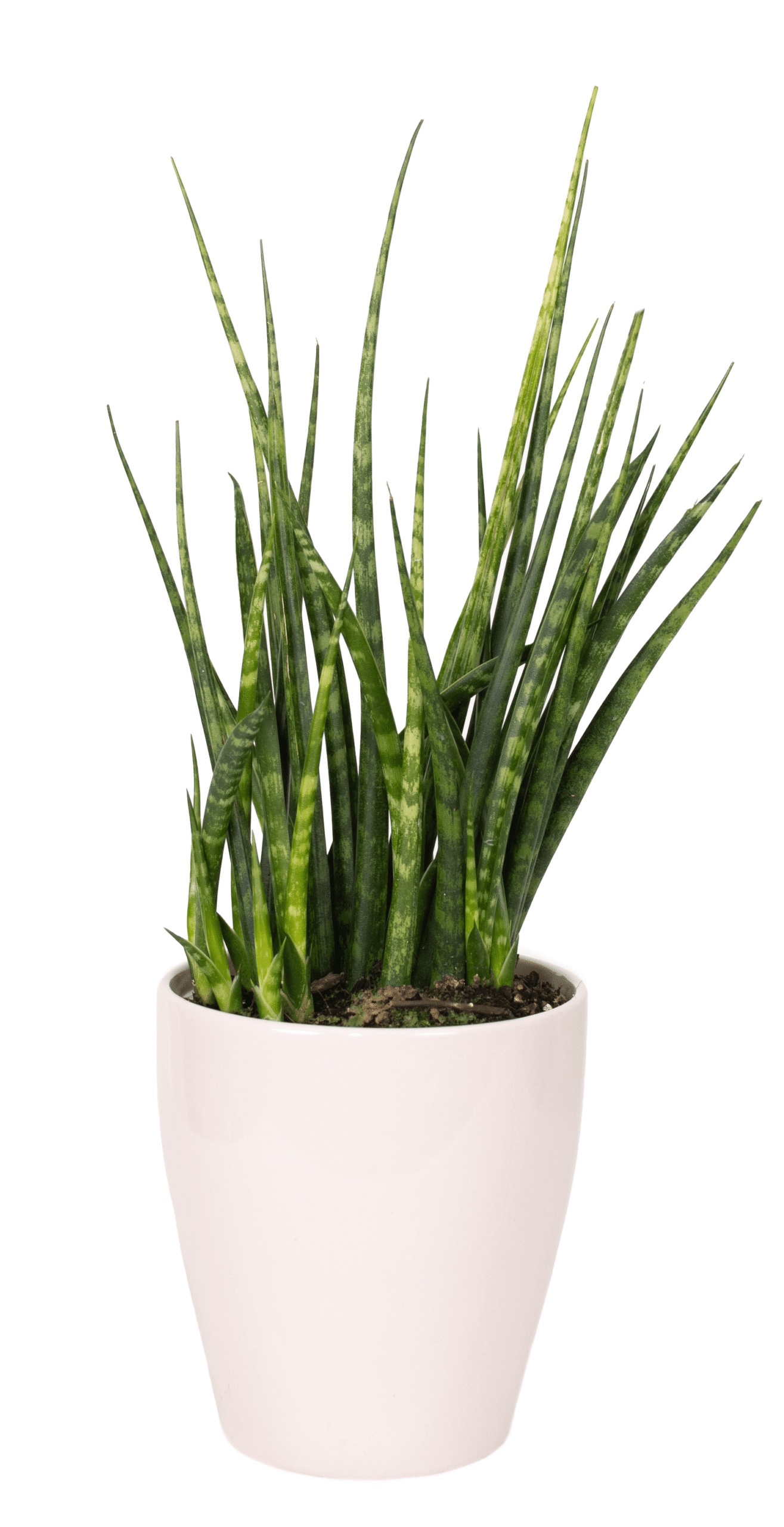 DSC_1595.png - Forever Floral Gifts