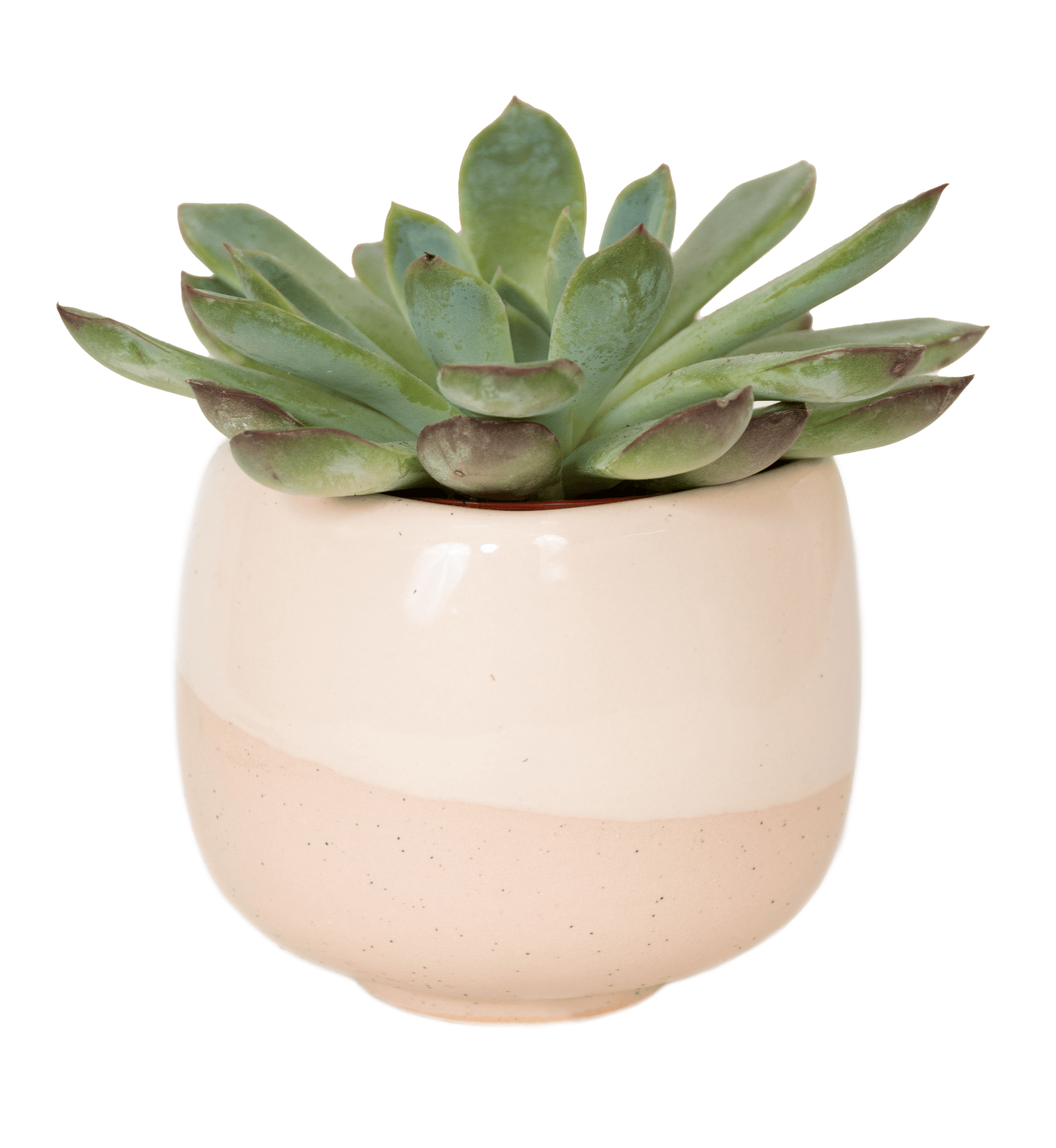 DSC_1597.png - Forever Floral Gifts