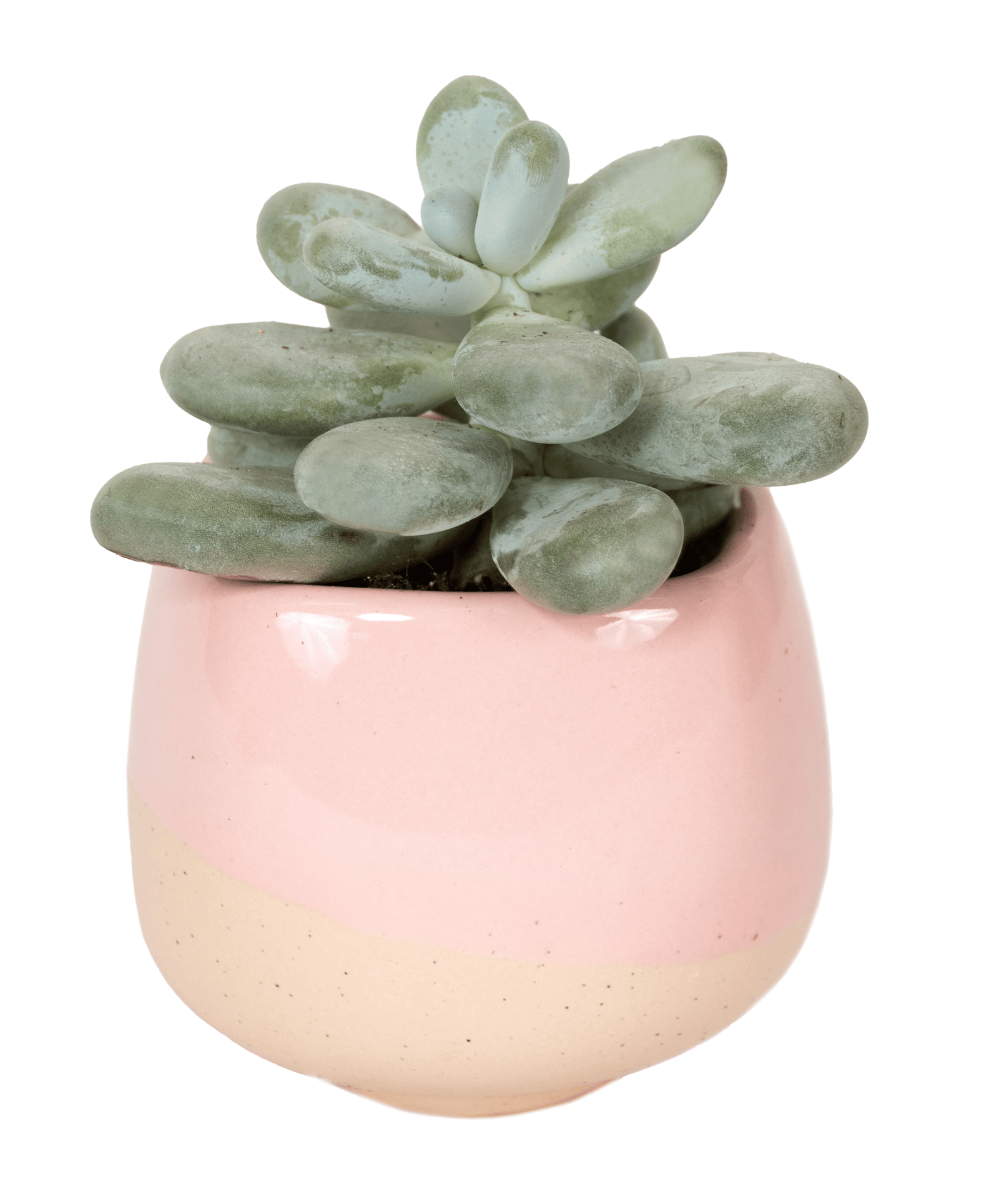 DSC_1607.png - Forever Floral Gifts