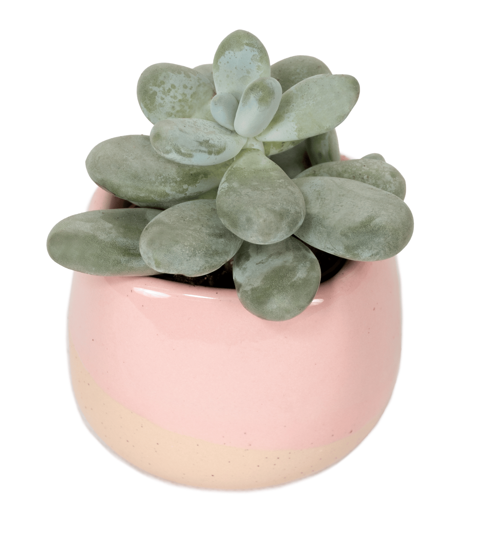 DSC_1608.png - Forever Floral Gifts