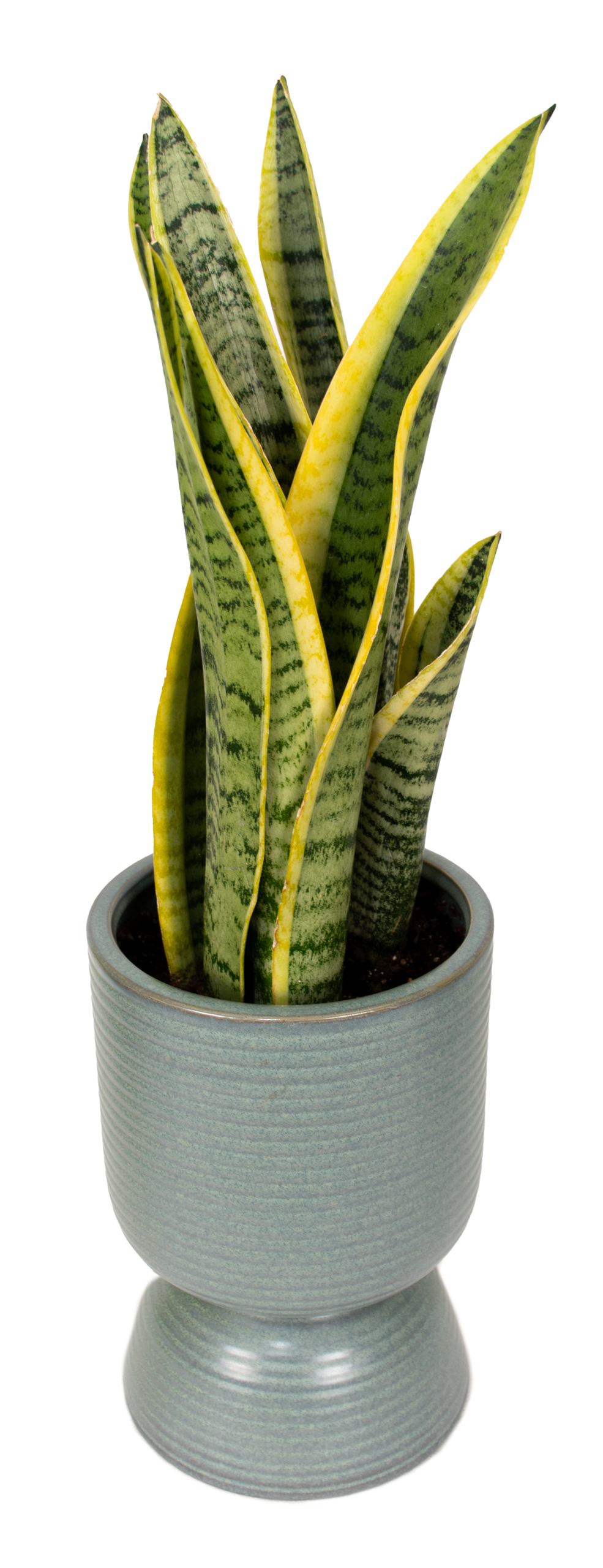 DSC_1628.png - Forever Floral Gifts