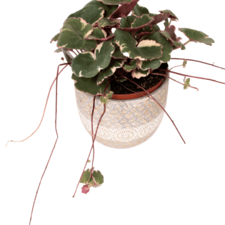 Strawberry Begonia