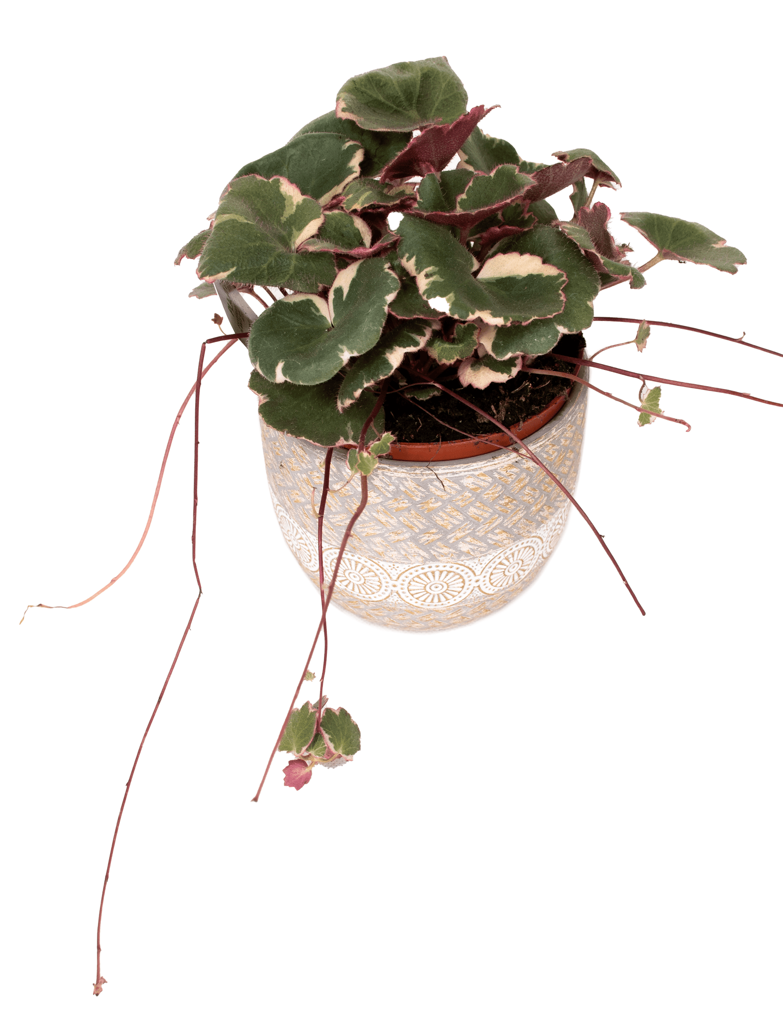 DSC_1630.png - Forever Floral Gifts