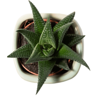 Haworthia