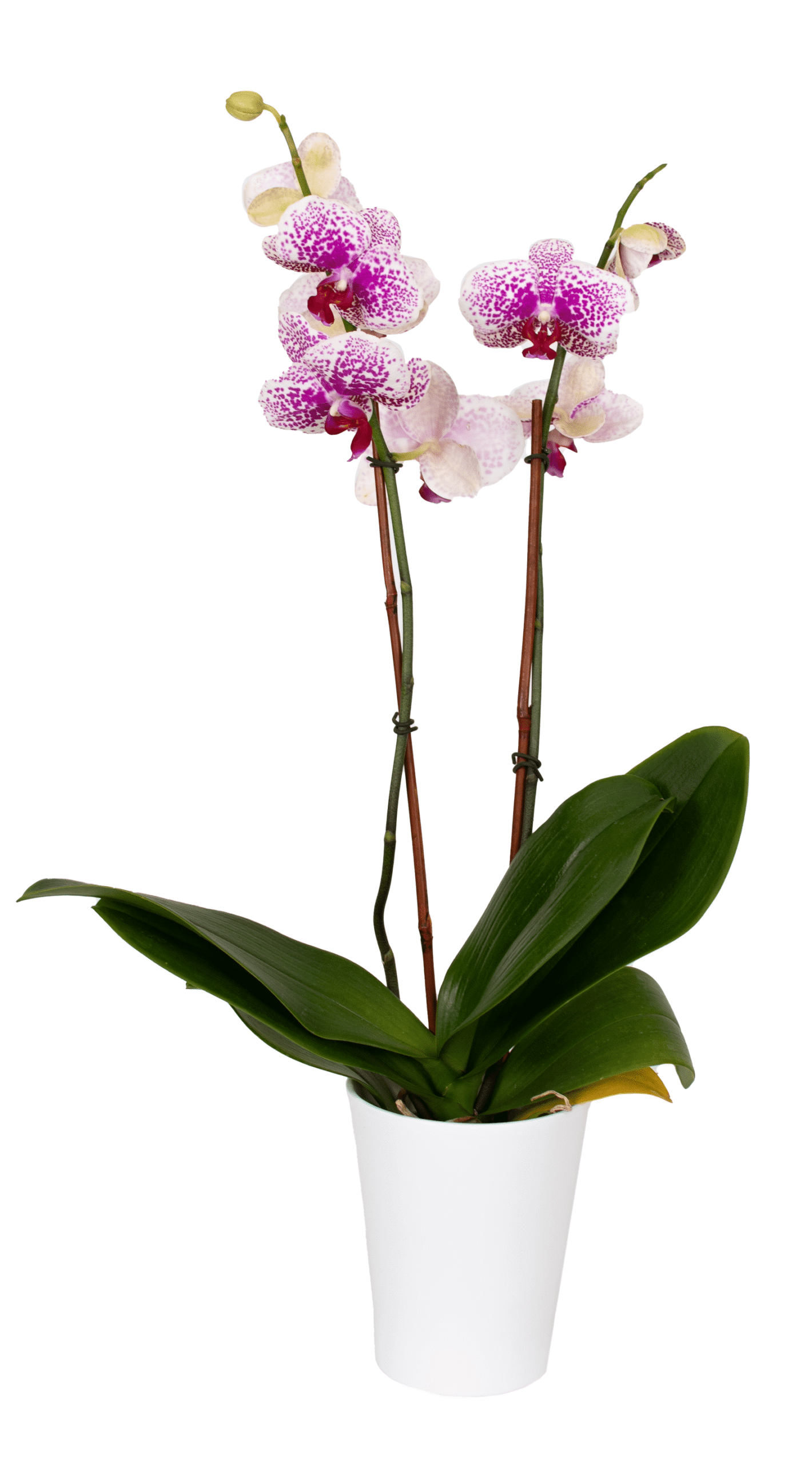 DSC_1643.png - Forever Floral Gifts