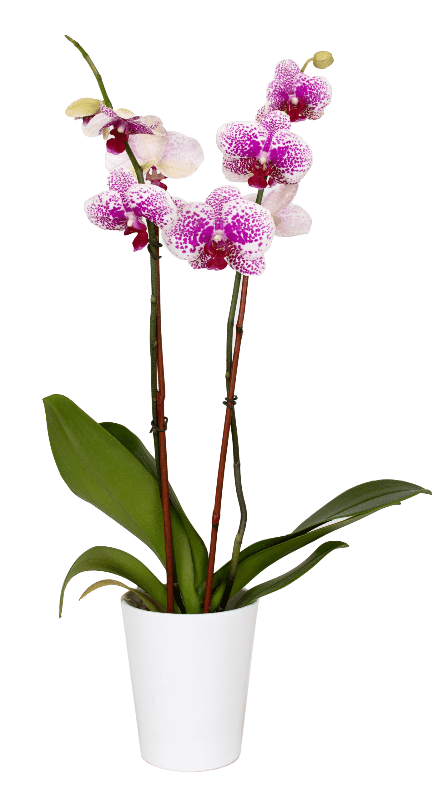 DSC_1644.png - Forever Floral Gifts