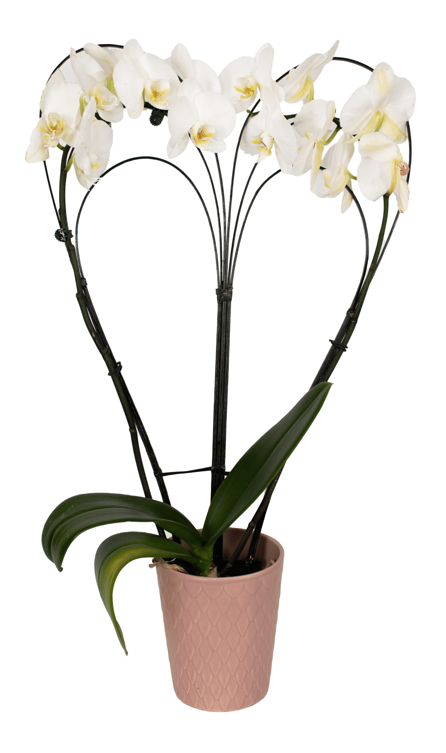 DSC_1650-1.png - Forever Floral Gifts