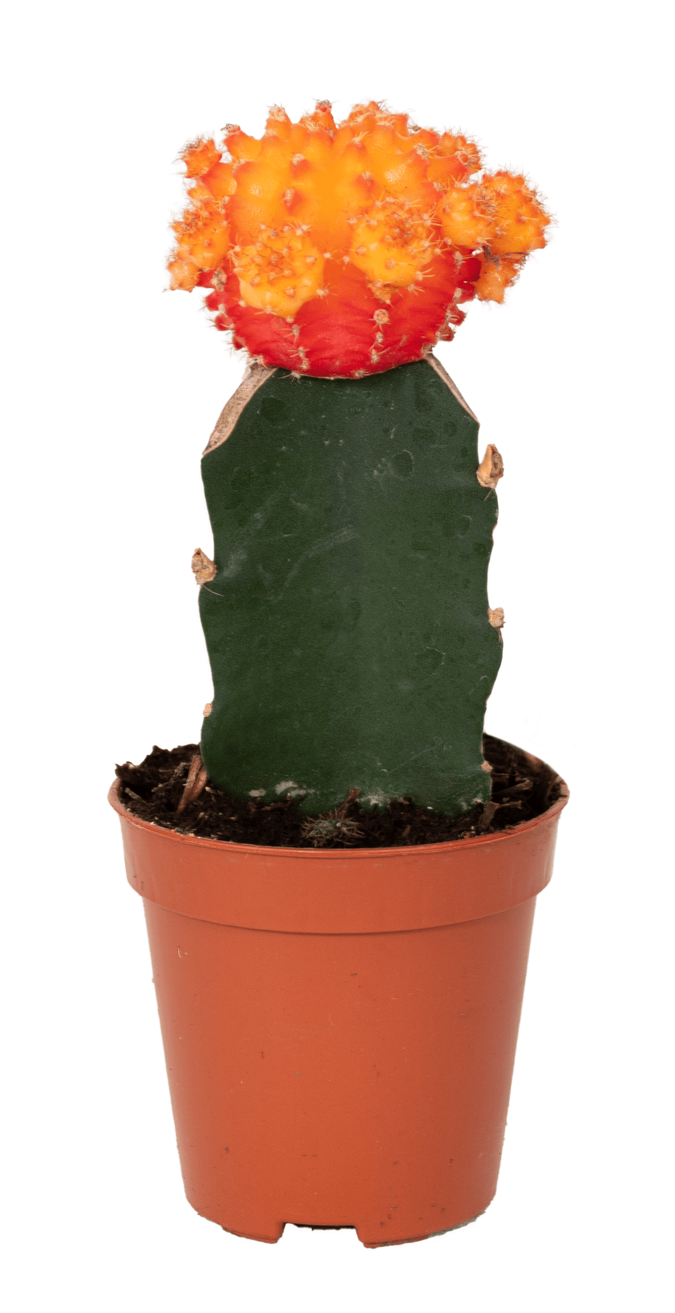 DSC_1655.png - Forever Floral Gifts