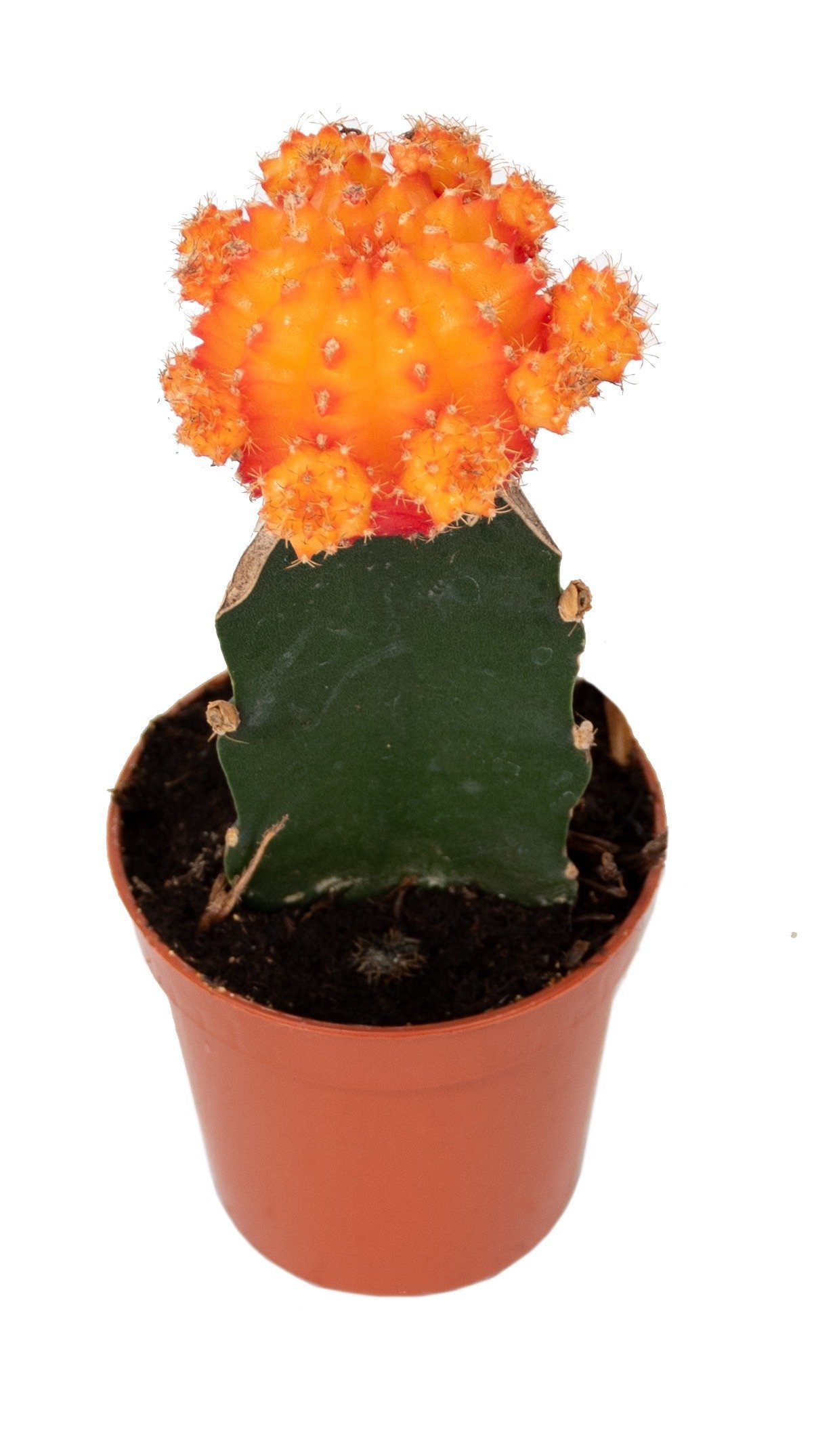 DSC_1656.jpg - Forever Floral Gifts