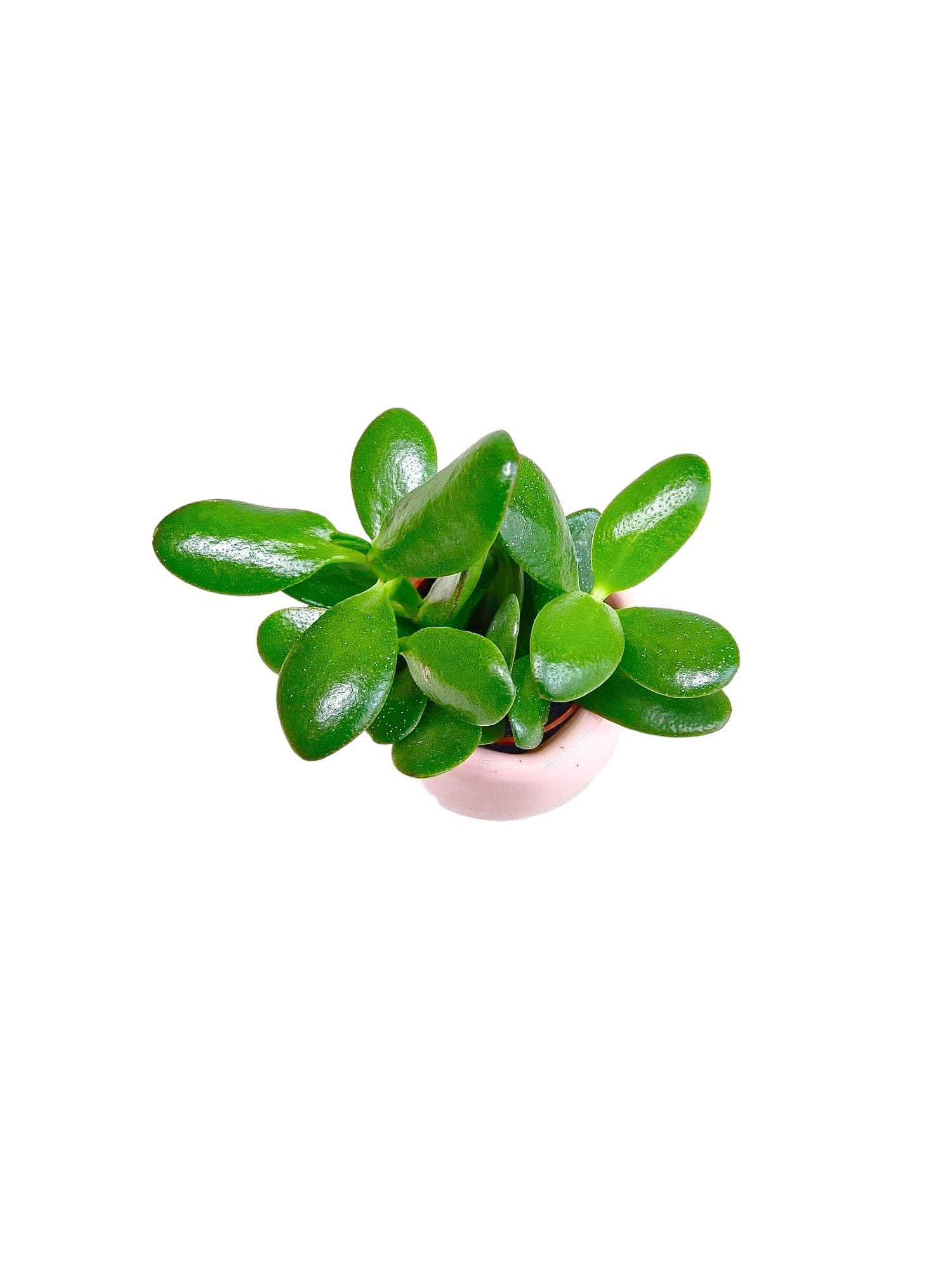 WhatsApp-Image-2024-03-14-at-8.40.00-PM.jpeg - Forever Floral Gifts