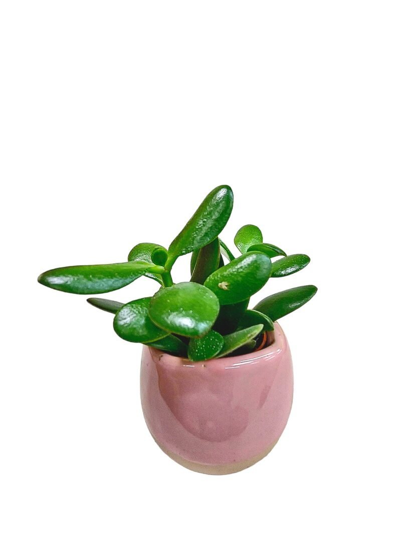 WhatsApp-Image-2024-03-14-at-8.43.29-PM-e1710608265397.jpeg - Forever Floral Gifts