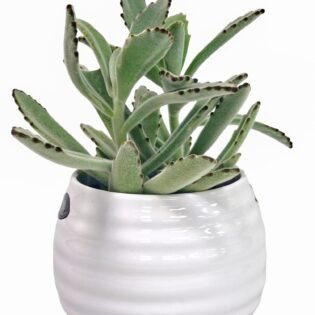 PANDA PLANT KALANCHOE