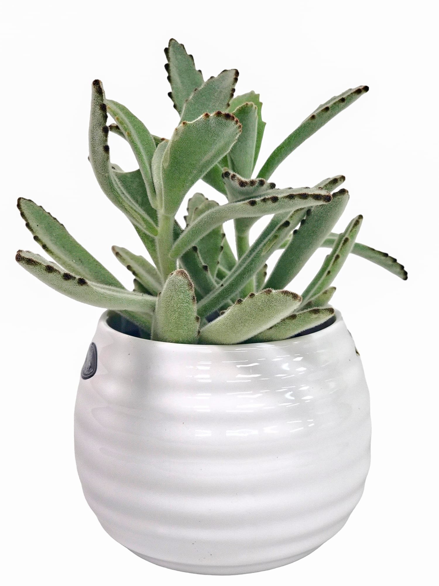 WhatsApp-Image-2024-03-16-at-2.30.09-PM.jpeg - Forever Floral Gifts