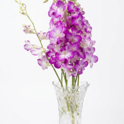 Dendrobium orchid stem with purple-tipped blooms - Forever Floral Gifts.