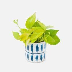 Neon Pothos - Piccolo