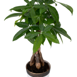 Money tree