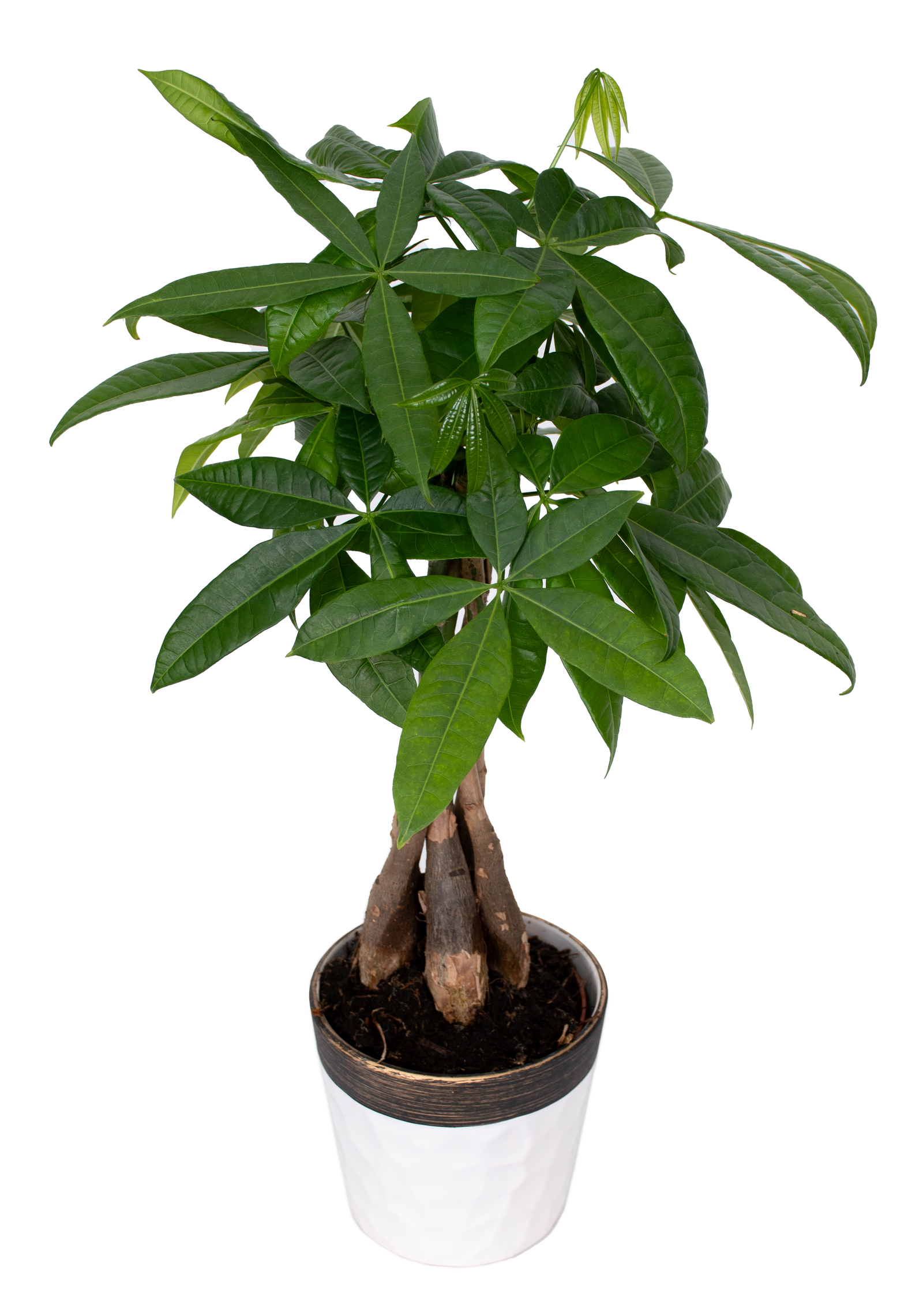 Money tree