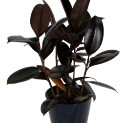 Rubber tree