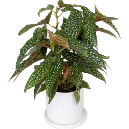 Angelwingbegonia