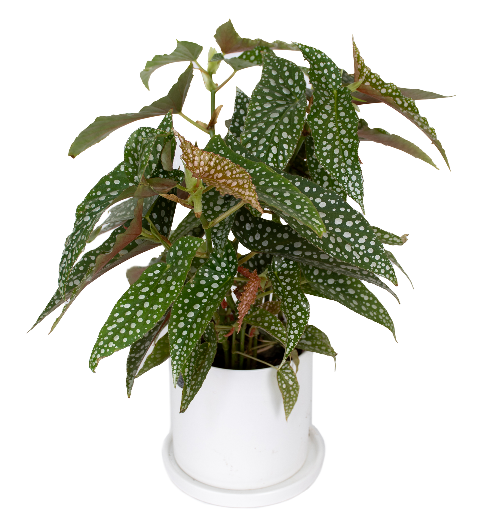 Angelwingbegonia