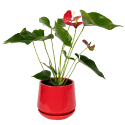 Anthrium
