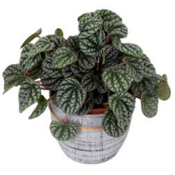 Peperomia burbella