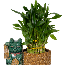 Bambu 2