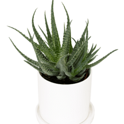 Haworthia