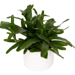 Bromeliad Bossanoa