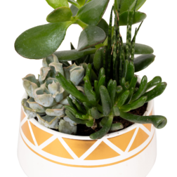 Succulents