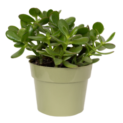 Jade