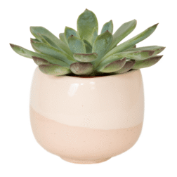 Succulents