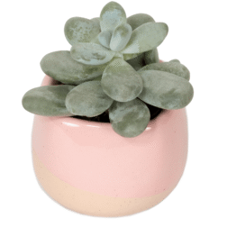 Succulents