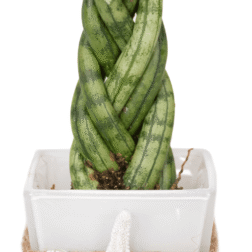 Sanseveria