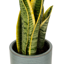 Snake Plant